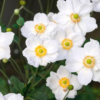 SASANKA ´HONORINE JOBERT´ ko 1,4L