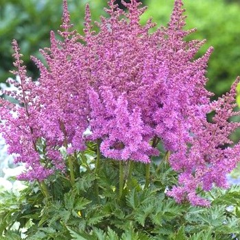 ČECHRAVA ´AMETHYST´