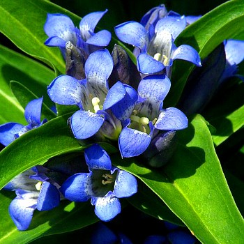HOŘEC KŘÍŽATÝ (Gentiana cruciata) 