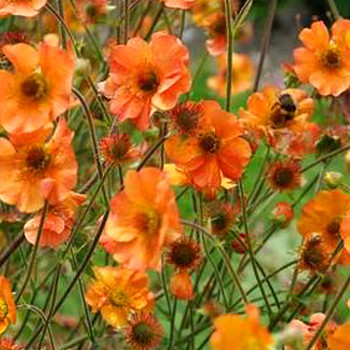 KUKLÍK ´TOTALLY TANGERINE´