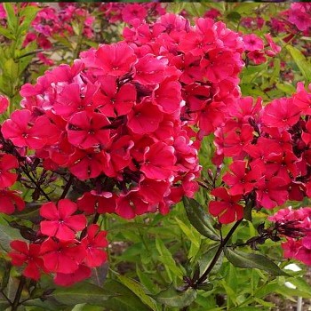 PHLOX ´STARFIRE´