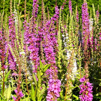 KYPREJ ´HAPPY LIGHTS´