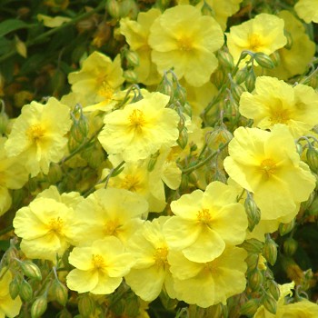 DEVATERNÍK ´WISLEY PRIMROSE ´