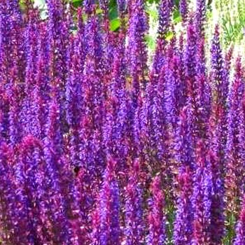 ŠALVĚJ HAJNÍ ´VIOLET QUEEN´