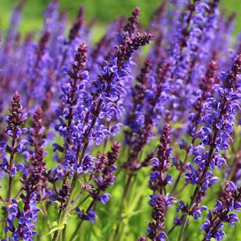 ŠALVĚJ HAJNÍ ´MAINACHT´