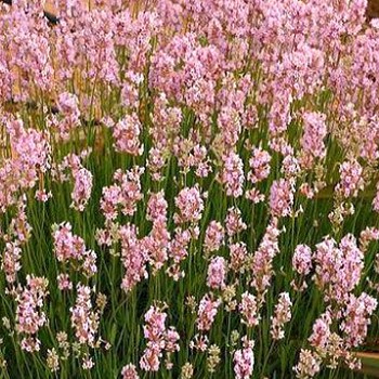 LEVANDULE ROSEA kont. 1,5L