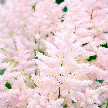 ČECHRAVA JAPONSKÁ ´EUROPA´