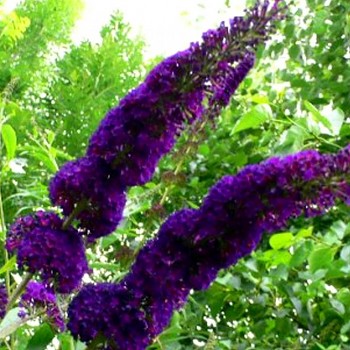 KOMULE DAVIDOVA ´BLACK KNIGHT´ kont. 2,5L