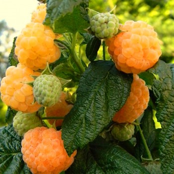 MALINÍK 'PORANNA ROSA' 
