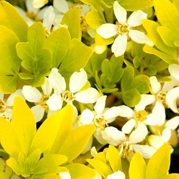 CHOÍSIE ´SUNDANCE´ (Choisya ternata Sundance) 