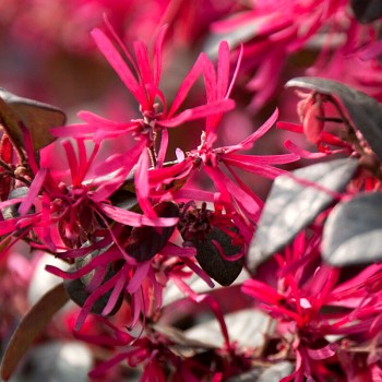 LOROPETALUM ČÍNSKÉ ´FIRE DANCE´ kont. 2,5L