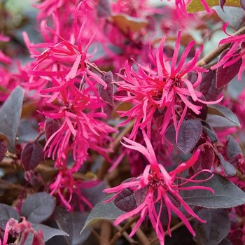 LOROPETALUM ČÍNSKÉ ´PIPA´S RED´ ko 2,5L