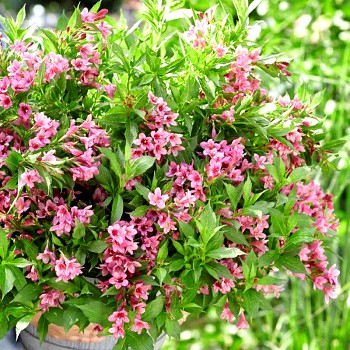 VAJGÉLIE KVĚTNATÁ ´PICOBELLA ROSA®´ ko 2,5L