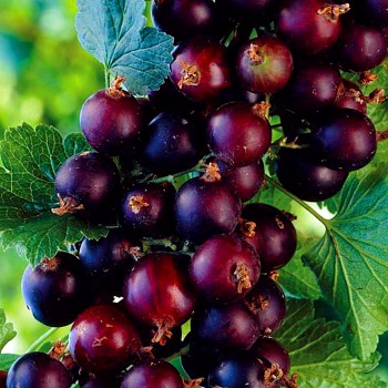 JOSTA KEŘOVÁ - keřová