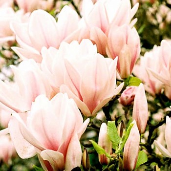 MAGNOLIE SOULANGEANA   kont. 4L
