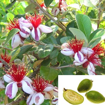 FEJIOA - ANANASOVÁ GUAVA kont. 2L