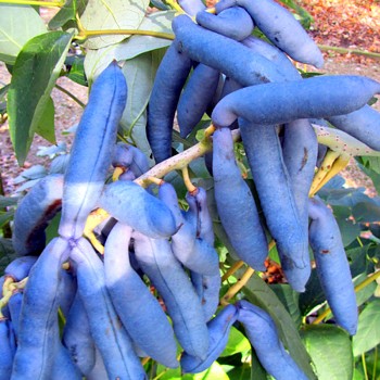 PALEČNÍK ČÍNSKÝ  kont. 4L