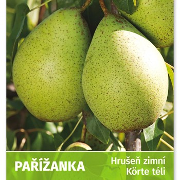 HRUŠEŇ ´PAŘÍŽANKA´  - Podnož Hr. semenáč