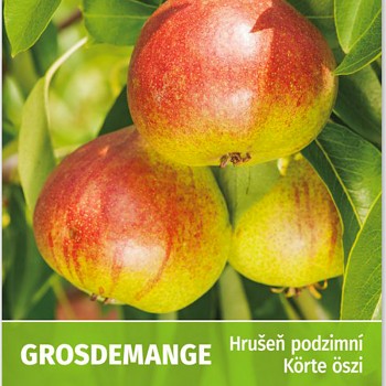 HRUŠEŇ ´GROSDEMANGE´ Podnož - Kavkazská