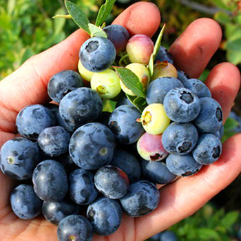 KANADSKÁ BORŮVKA ´LITTLE BLUE WONDER®´- balkonová