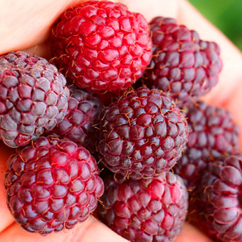 MALINÍK PRIMEBERRY® AUTUMN PASSION®