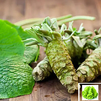 WASABI ´MATSUM´