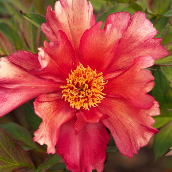 PIVOŇKA ´ITOH SONOMA KALEIDOSCOPE´