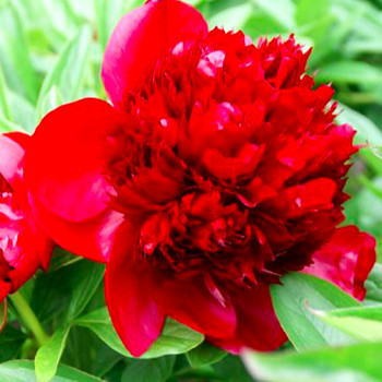 PIVOŇKA ´OFFICINALIS RUBRA PLENA´