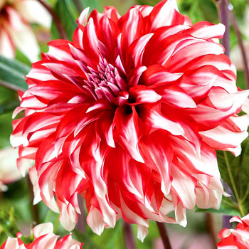 JIŘINA SANTA CLAUS (1 hlíza)