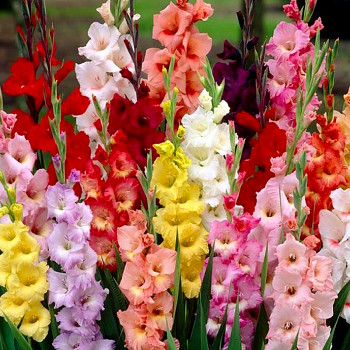 GLADIOLA ´BUTTERFLY MIX´