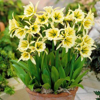 ISMENE ´SULPHUR QUEEN´