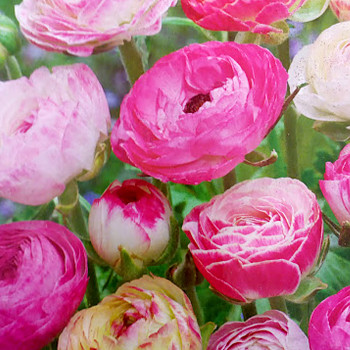 PRYSKYŘNÍK ´PASTEL MIX´ (10 cibulí)