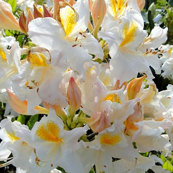 AZALKA ´SCHNEEGOLD´