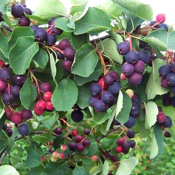 MUCHOVNÍK XL ´NORTHLINE´ kont. 2L 