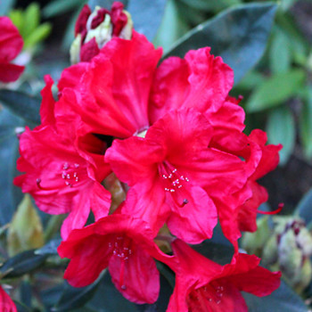 RHODODENDRON XXL ´VULCAN´S FLAME´ 