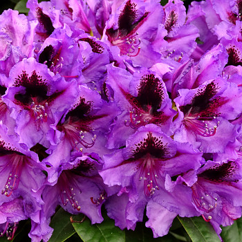 RHODODENDRON XXL´GRAAL MÜRITZ´ kont. 2L  