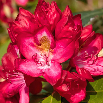 RHODODENDRON XXL´JUNIFEUER´ kont. 2L