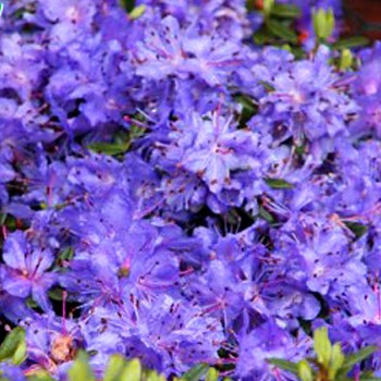 JAPONSKÁ AZALKA ´VIOLETTA´ 