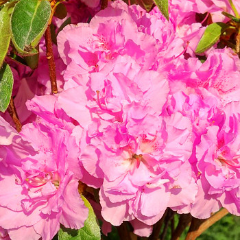 JAPONSKÁ AZALKA ´ELSIE LEE´