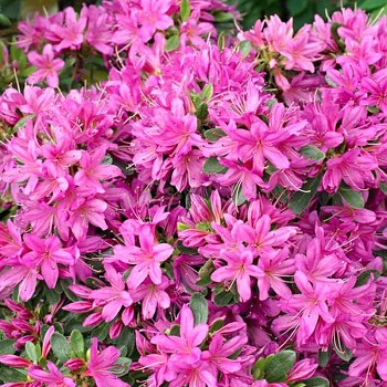 JAPONSKÁ AZALKA XXL ´HATSUGIRI´ ko. 2L  