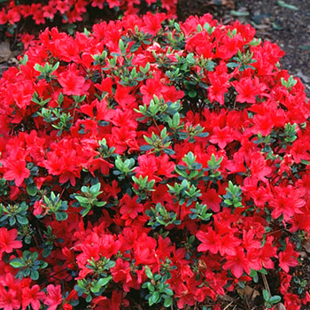 JAPONSKÁ AZALKA XXL ´HINOCRIMSON´ ko. 2L 