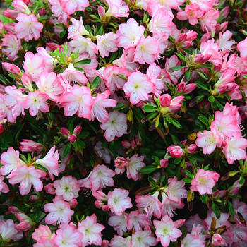 JAPONSKÝ RHODODENDRON XXL ´PEGGY ANN´  kont. 2L