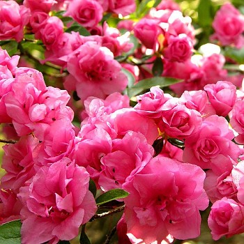 JAPONSKÁ AZALKA XXL ´ROSEBUD´ PLNOKVĚTÁ  kont. 2L