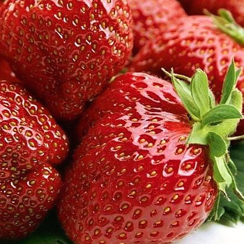 EXKLUSIV ´JAHODNÍK EVIE 2´ - 10pack 