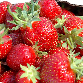JAHODNÍK ´HONEOYE´ - 10pack 