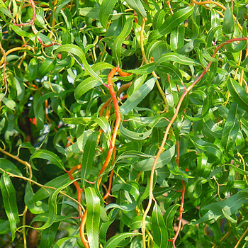 VRBA VYSOKÁ (Salix matsudana)- velikost kmínku 120cm 