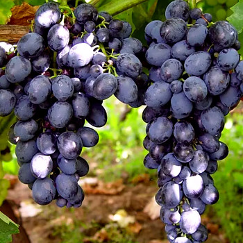 RÉVA MODRÁ ´BLACK PEARL´ Bezsemenná kont 2L