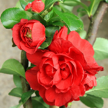 KDOULOVEC LAHVICOVITÝ ´RUBRA´ ko 2,5L