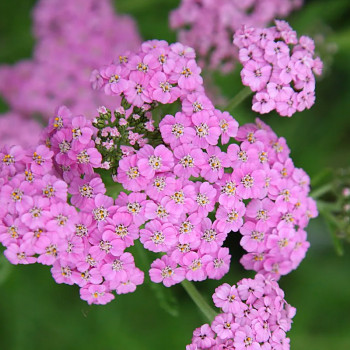 ŘEBŘÍČEK ´LILAC BEAUTY´