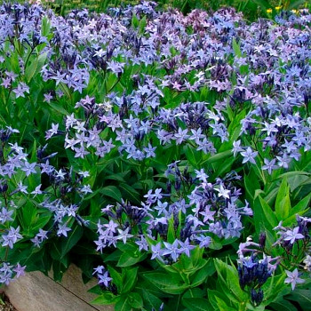 AMSONIA ´BLUE ICE´